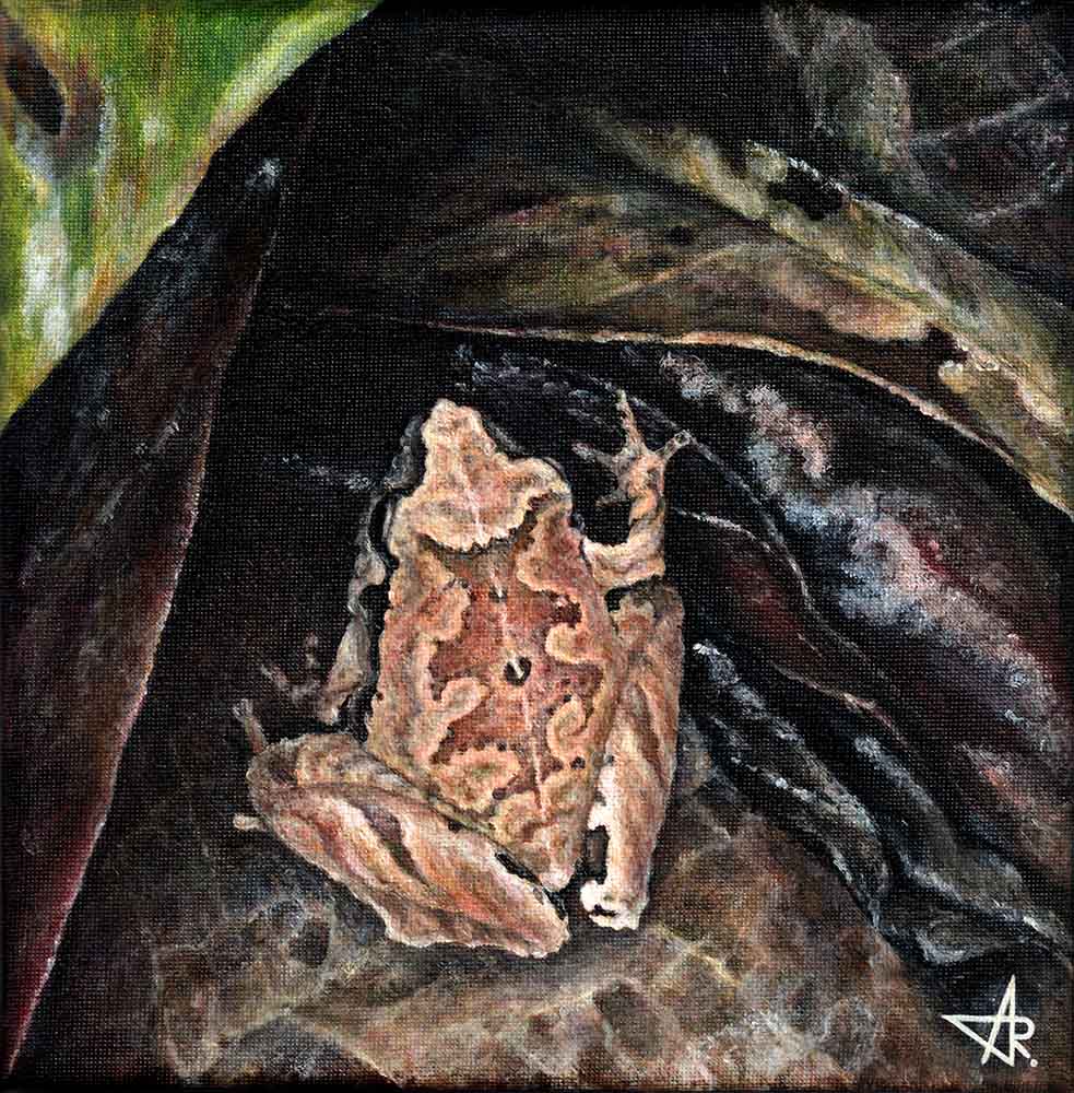 Microhyla pineticola 2025. Canvas, acrylic. 20x20 cm 