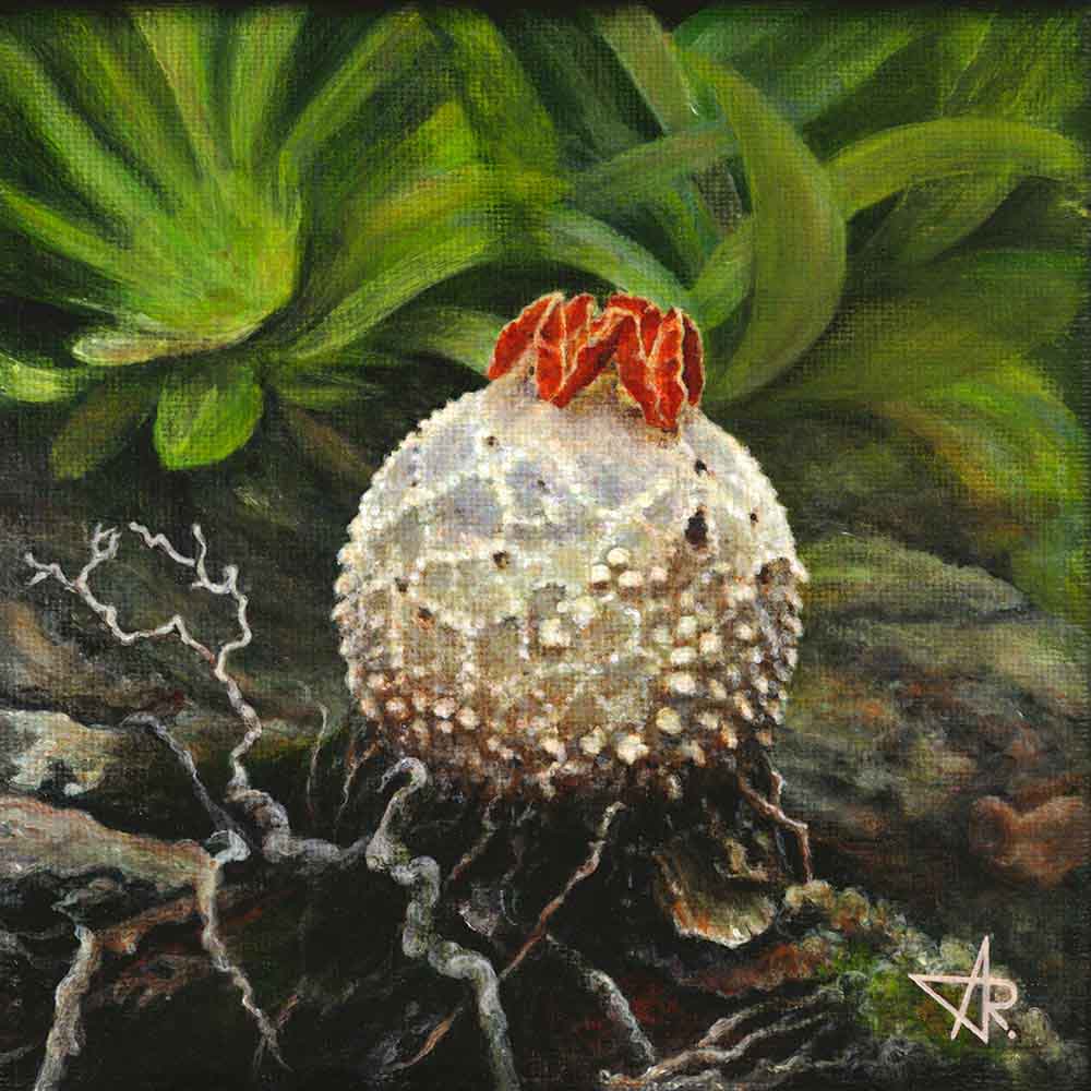 Nấm “miệng xinh”(Calostoma sp) 2025. Canvas, acrylic. 15x15 cm 